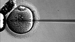 Niszczenie embrionów nie ma znamion czynu zabronionego - miniaturka