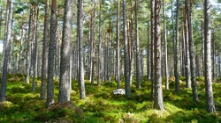 Projekt ustawy o wycince drzew jest już w Sejmie. Będą poprawki - miniaturka