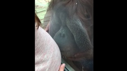 Niesamowite! Orangutan całuje ciężarną kobietę w brzuch [Wideo] - miniaturka