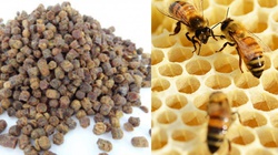 Pierzga pszczela i jej niesamowity wpływ na zdrowie - miniaturka