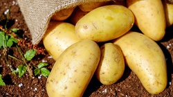 Sok z surowych ziemniaków - cudowne domowe panaceum na wiele dolegliwości - miniaturka